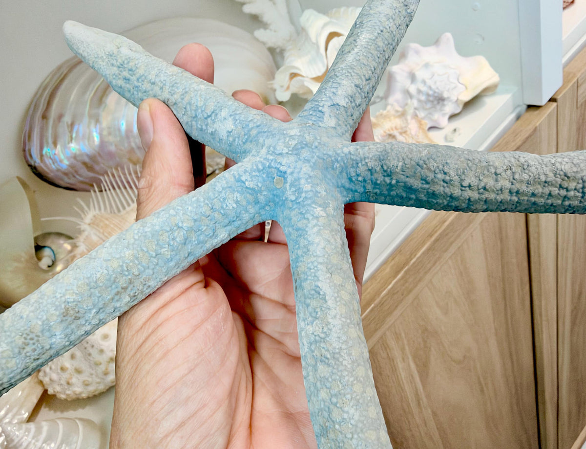 Blue Linckia Natural Preserved Starfish 9-10" Coastal Beach Home Décor & Crafts