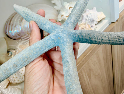 Blue Linckia Natural Preserved Starfish 9-10" Coastal Beach Home Décor & Crafts