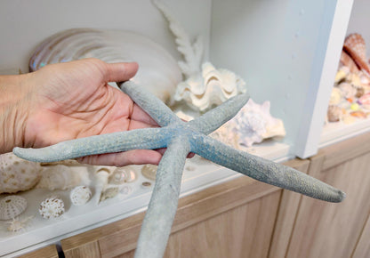 Blue Linckia Natural Preserved Starfish 9-10" Coastal Beach Home Décor & Crafts