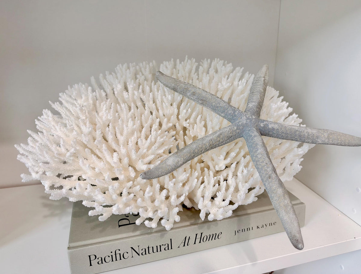 Blue Linckia Natural Preserved Starfish 9-10" Coastal Beach Home Décor & Crafts