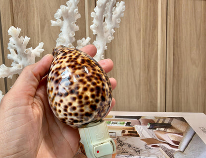Authentic Tiger Cowrie Shell Night Light 5": Wall Plug-in Natural Seashell Décor