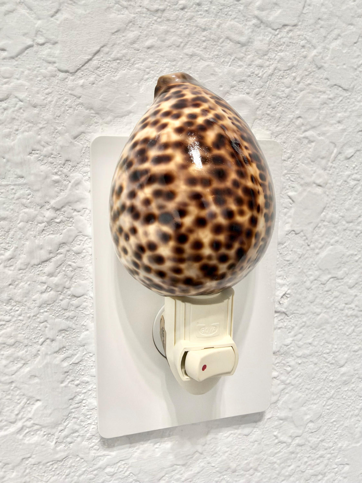 Authentic Tiger Cowrie Shell Night Light 5": Wall Plug-in Natural Seashell Décor