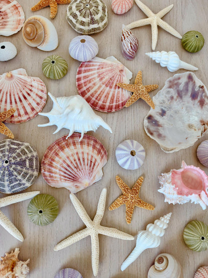 Handmade Sugar & Pencil Starfish Ornaments: Set of 6, Natural Seashell Christmas Tree Decoration