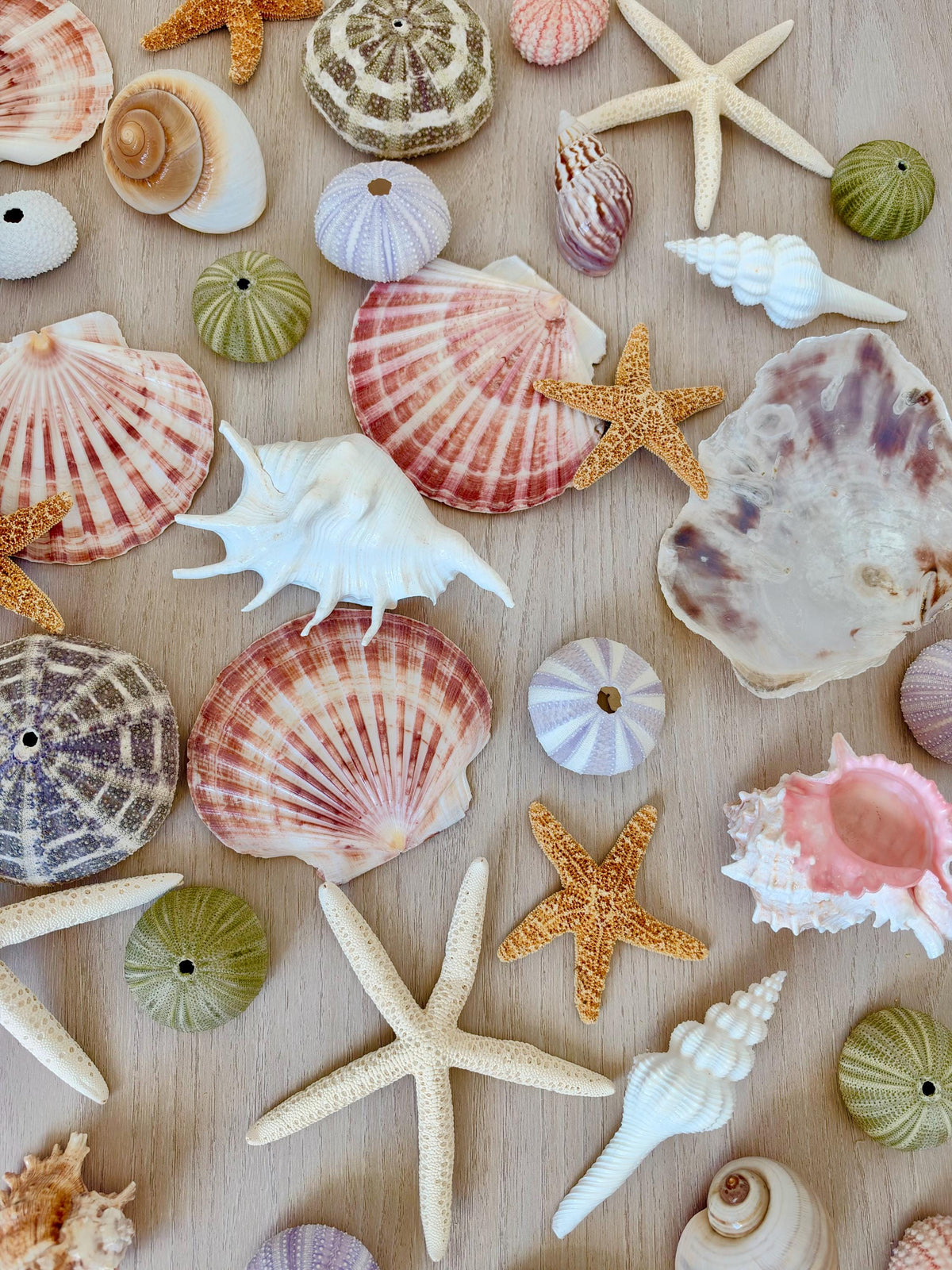 Handmade White Seashells Ornaments: Set of 6 Natural Shells Christmas Tree Decoration