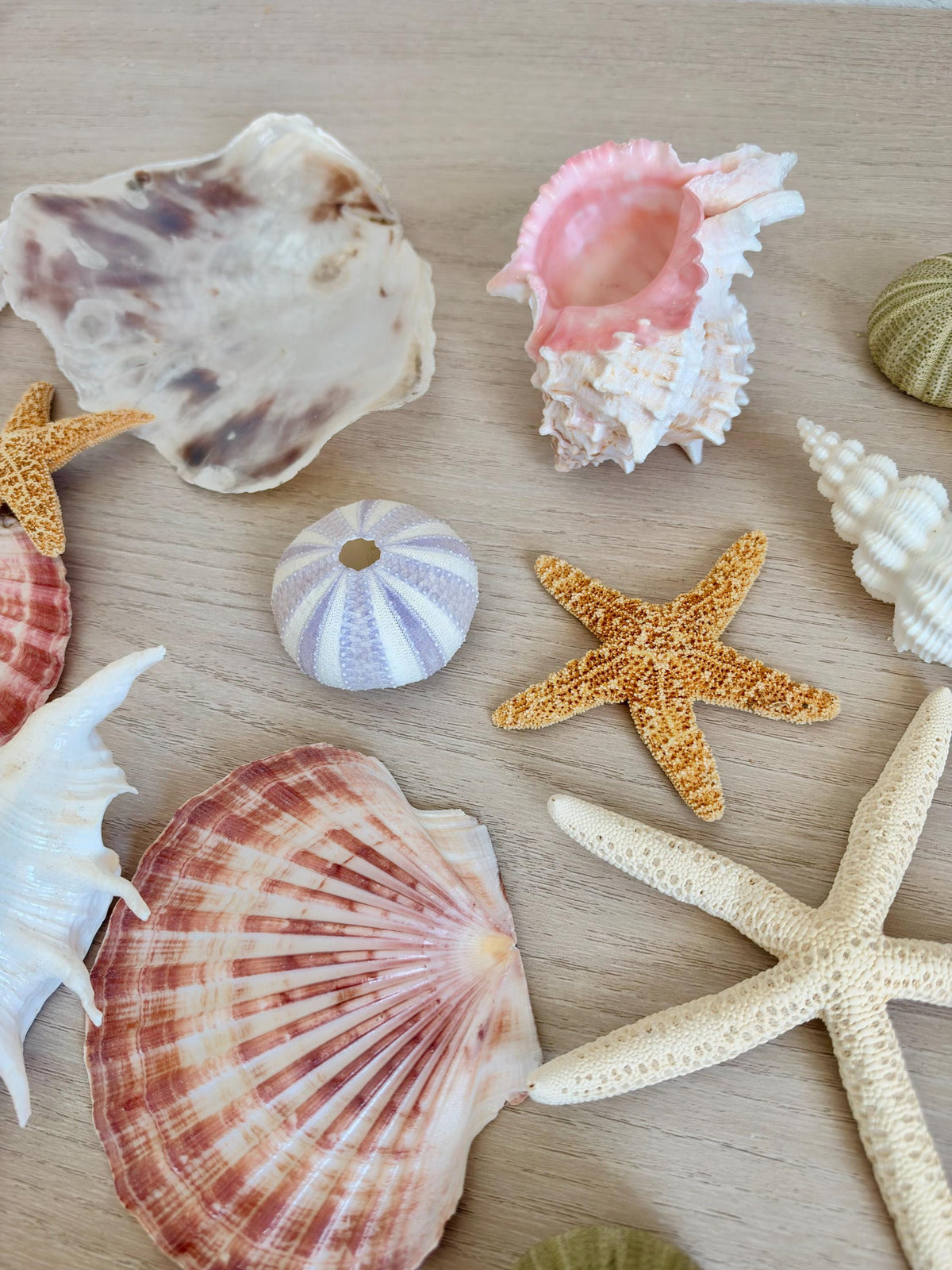 Handmade White Seashells, Urchins, Starfish Ornaments: Set of 6, Natural Christmas Tree Decoration