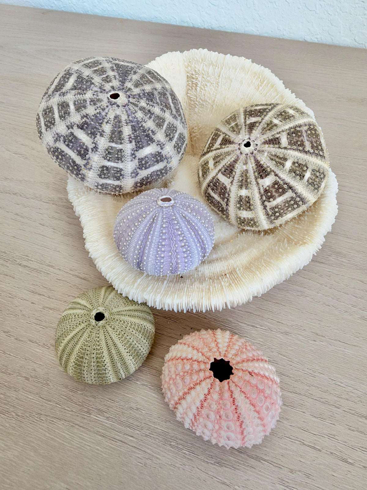 Handmade Mixed Color Sea Urchin Ornaments: Set of 5, Natural Seashell Christmas Tree Decoration