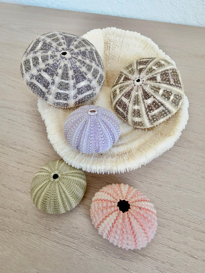 Handmade Mixed Color Sea Urchin Ornaments: Set of 5, Natural Seashell Christmas Tree Decoration