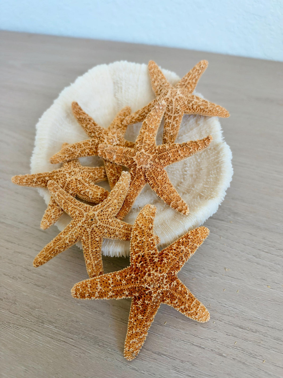 Handmade Sugar Starfish Ornaments: Set of 6, Natural Seashell Christmas Tree Decoration