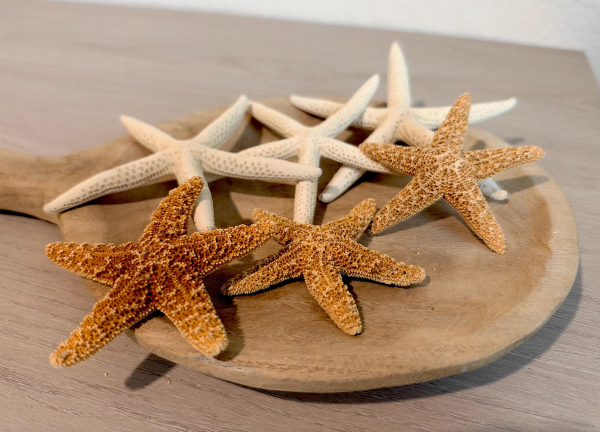 Handmade Sugar & Pencil Starfish Ornaments: Set of 6, Natural Seashell Christmas Tree Decoration