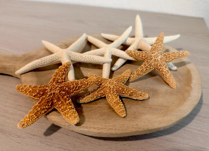 Handmade Sugar & Pencil Starfish Ornaments: Set of 6, Natural Seashell Christmas Tree Decoration