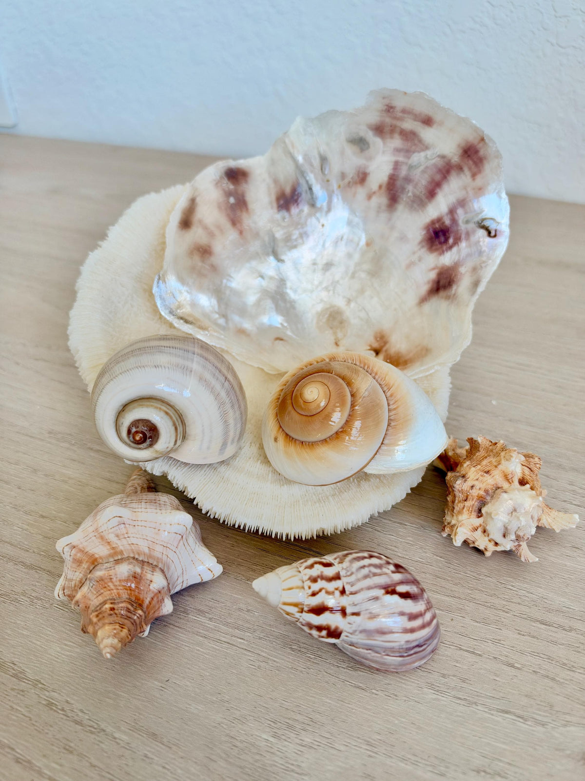 Handmade Seashell Ornaments: Set of 6, Natural Shells Christmas Tree Decoration