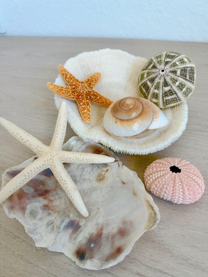 Handmade Seashells, Urchins, Starfish Ornament Set of 6, Natural Christmas Tree Decoration