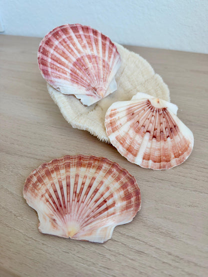 Handmade Pink Mermaids Scallop Seashell Ornaments: Set of 3, Natural Shells Christmas Tree Decoration