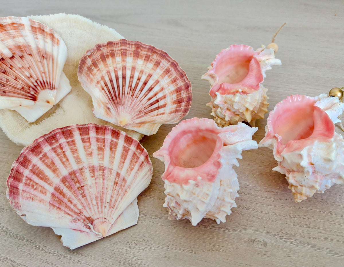 Handmade Pink Mermaid Murex & Scallop Seashell Ornaments: Set of 6, Natural Shells Christmas Tree Decoration