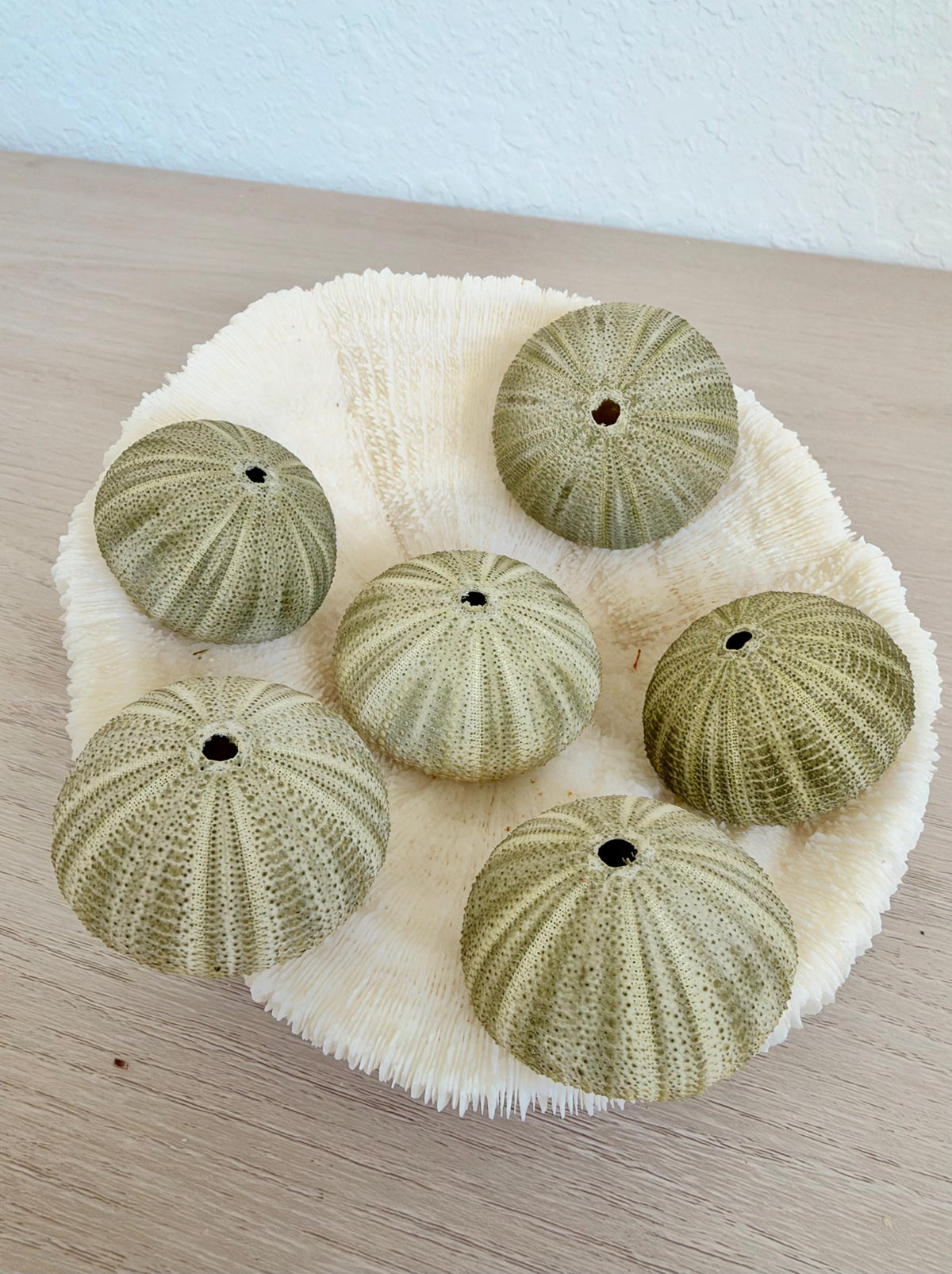 GREEN SEA URCHIN Shells 1.75-2.25" *You Choose Quantity*Natural Small Craft Seashells Sea Life