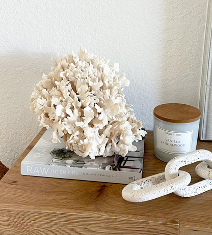 Beige Cactus Coral Fossil 13.5" x 11.5" x 10.5" XL Extra LARGE 100% Natural Specimen