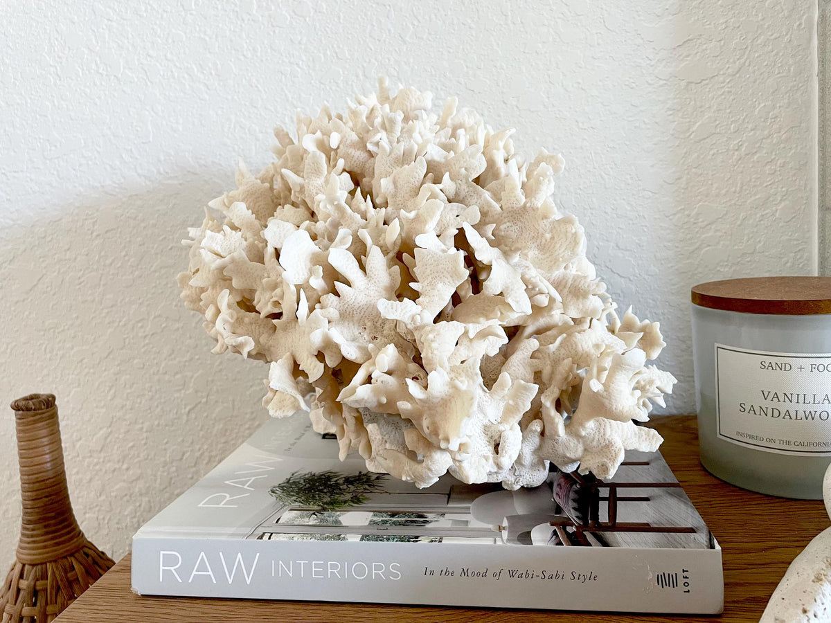Beige Cactus Coral Fossil 13.5" x 11.5" x 10.5" XL Extra LARGE 100% Natural Specimen