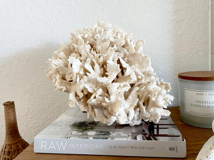 Beige Cactus Coral Fossil 13.5" x 11.5" x 10.5" XL Extra LARGE 100% Natural Specimen