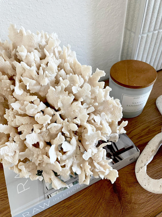Beige Cactus Coral Fossil 13.5" x 11.5" x 10.5" XL Extra LARGE 100% Natural Specimen