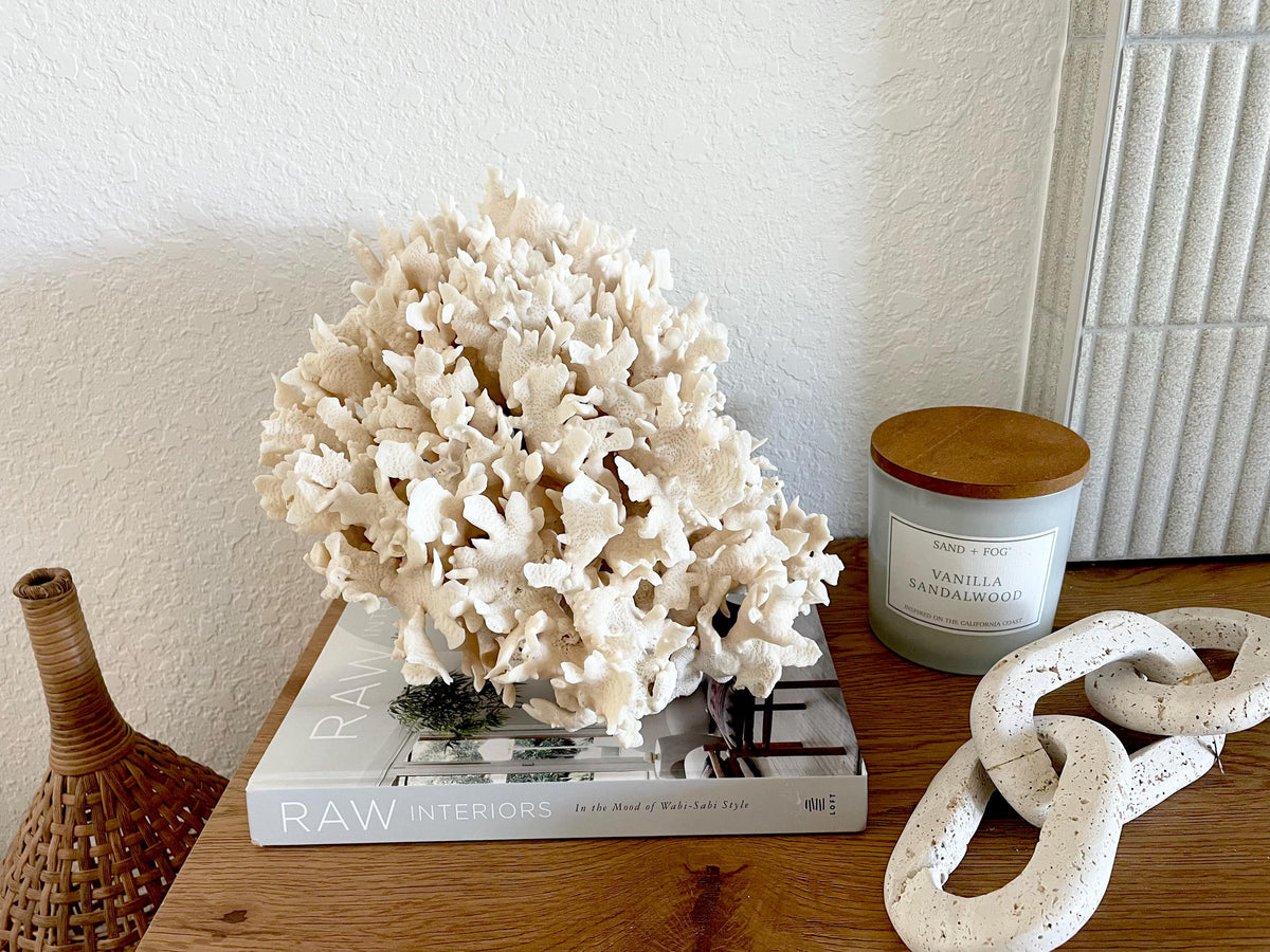Beige Cactus Coral Fossil 13.5" x 11.5" x 10.5" XL Extra LARGE 100% Natural Specimen