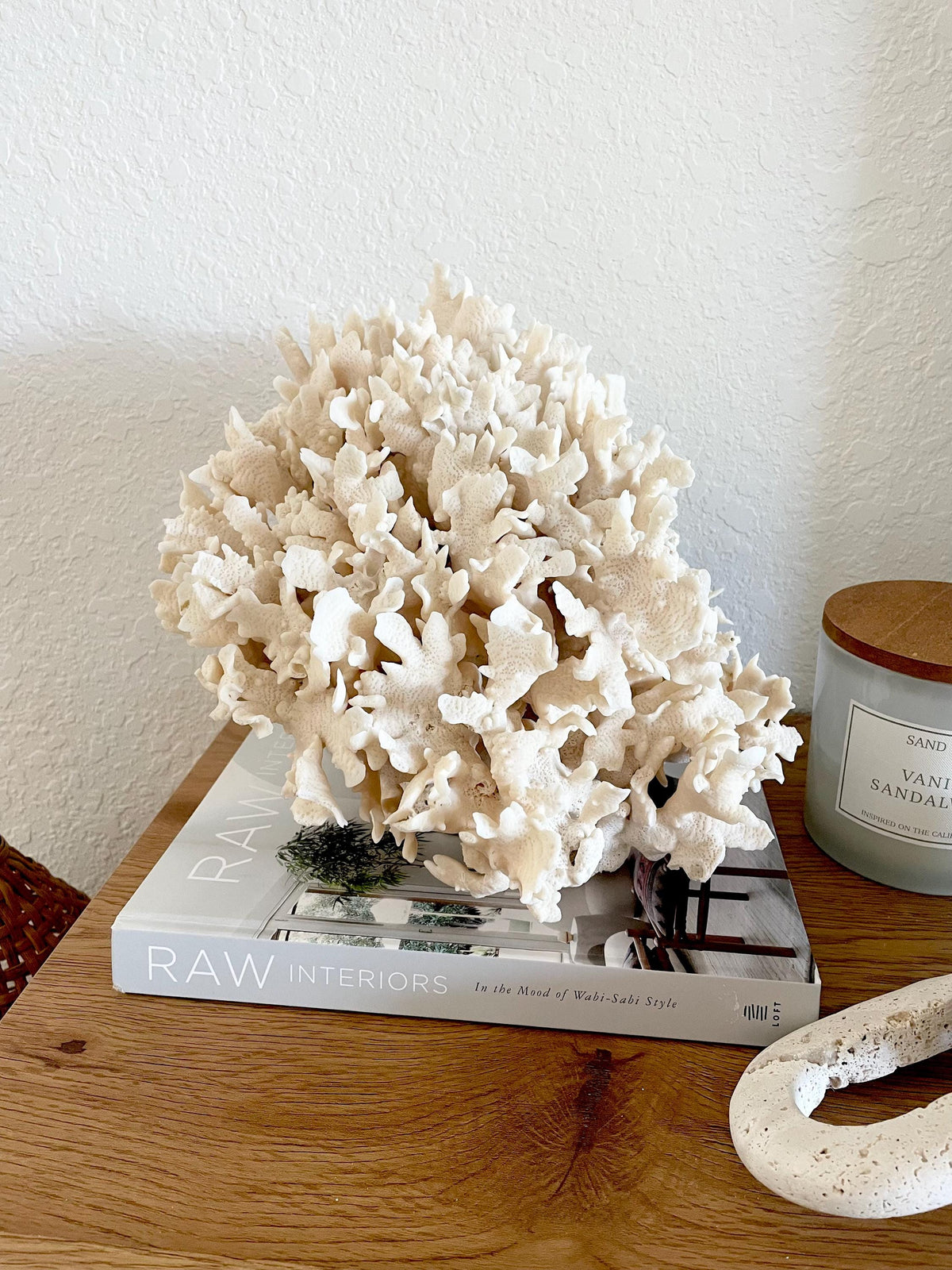 Beige Cactus Coral Fossil 13.5" x 11.5" x 10.5" XL Extra LARGE 100% Natural Specimen