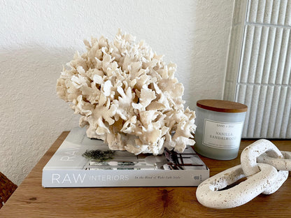 Beige Cactus Coral Fossil 13.5" x 11.5" x 10.5" XL Extra LARGE 100% Natural Specimen