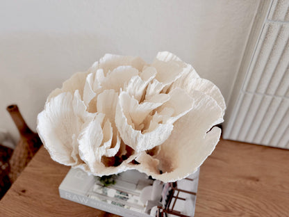 Natural Poca Coral Fossil: 12.75" x 10" x 8.75" Coastal Beach House White Décor