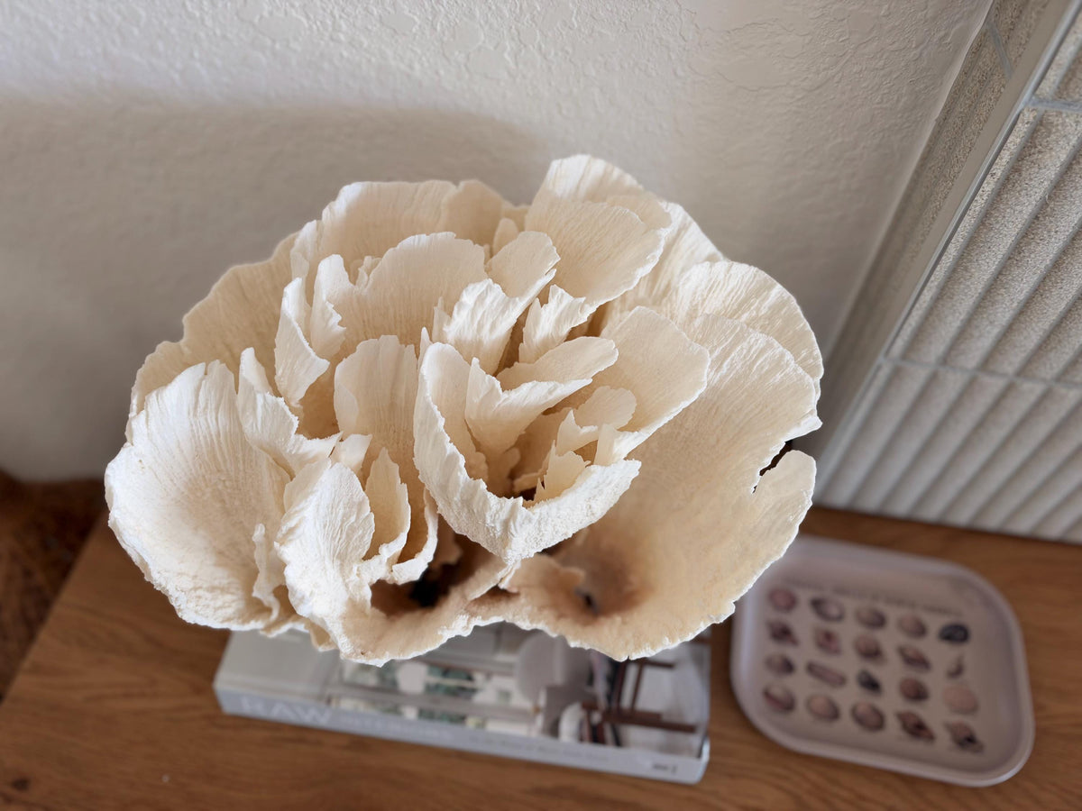 Natural Poca Coral Fossil: 12.75" x 10" x 8.75" Coastal Beach House White Décor