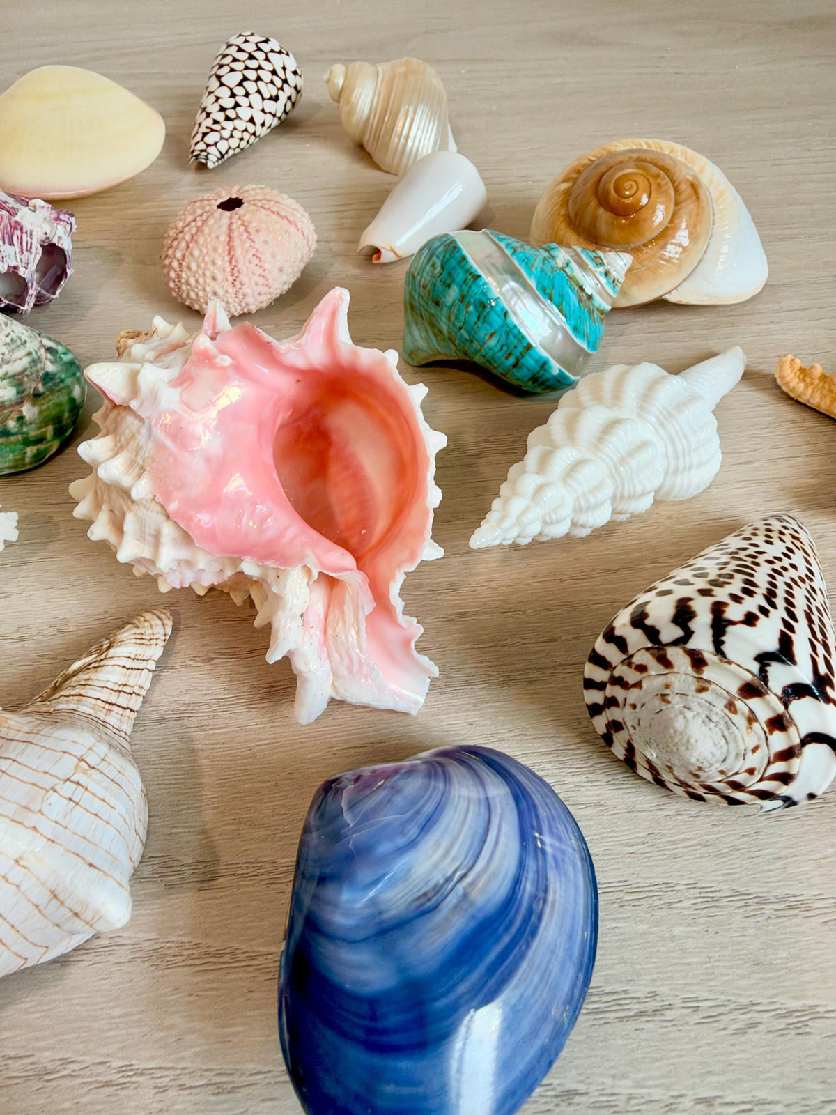 20 Pc. Luxury Mermaid Seashell Set, Polished Shells, Sea life, Colorful Coral Gift Bundle