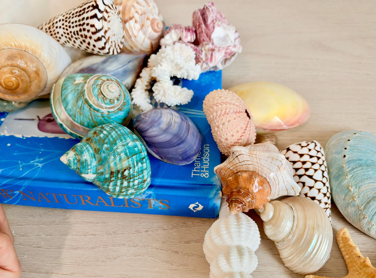 20 Pc. Luxury Mermaid Seashell Set, Polished Shells, Sea life, Colorful Coral Gift Bundle