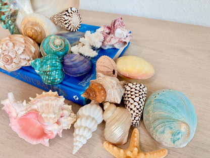 20 Pc. Luxury Mermaid Seashell Set, Polished Shells, Sea life, Colorful Coral Gift Bundle