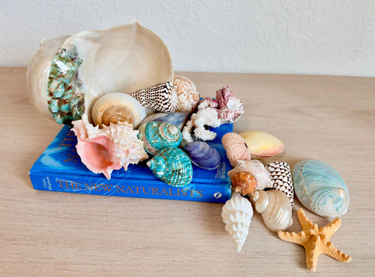 20 Pc. Luxury Mermaid Seashell Set, Polished Shells, Sea life, Colorful Coral Gift Bundle