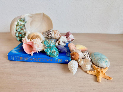 20 Pc. Luxury Mermaid Seashell Set, Polished Shells, Sea life, Colorful Coral Gift Bundle