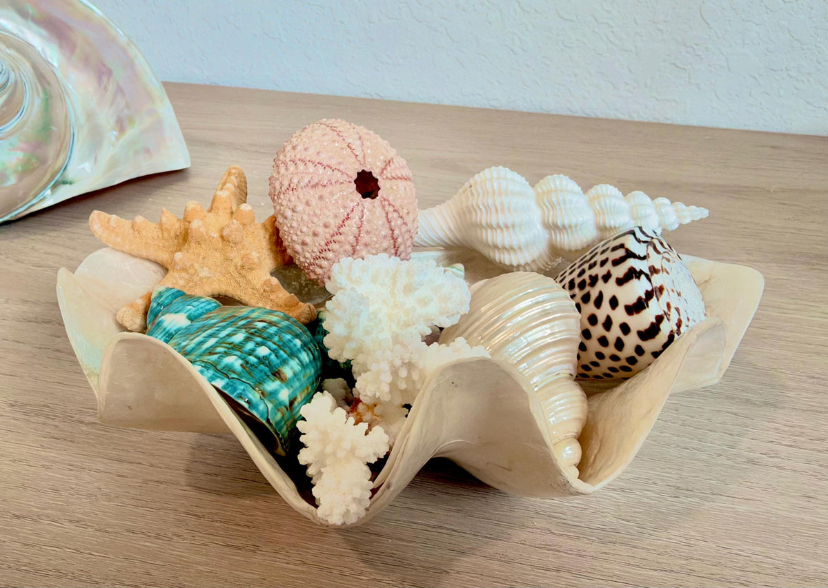 Capiz Clam Shell Bowl 8"x4"x3" Scalloped Edge Dish Seashell Ivory Coastal Home Décor