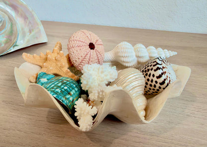 Capiz Clam Shell Bowl 8"x4"x3" Scalloped Edge Dish Seashell Ivory Coastal Home Décor
