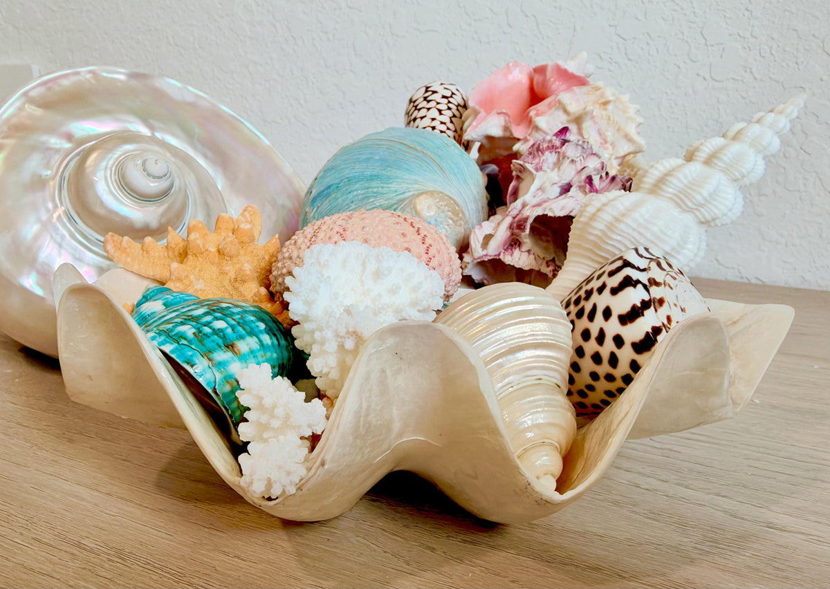 Capiz Clam Shell Bowl 8"x4"x3" Scalloped Edge Dish Seashell Ivory Coastal Home Décor