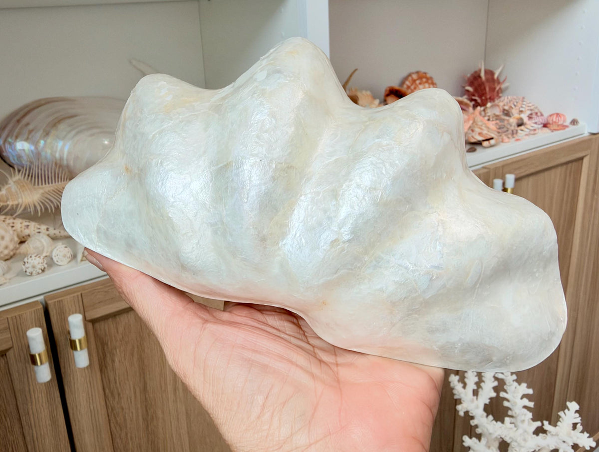 Capiz Clam Shell Bowl 8"x4"x3" Scalloped Edge Dish Seashell Ivory Coastal Home Décor