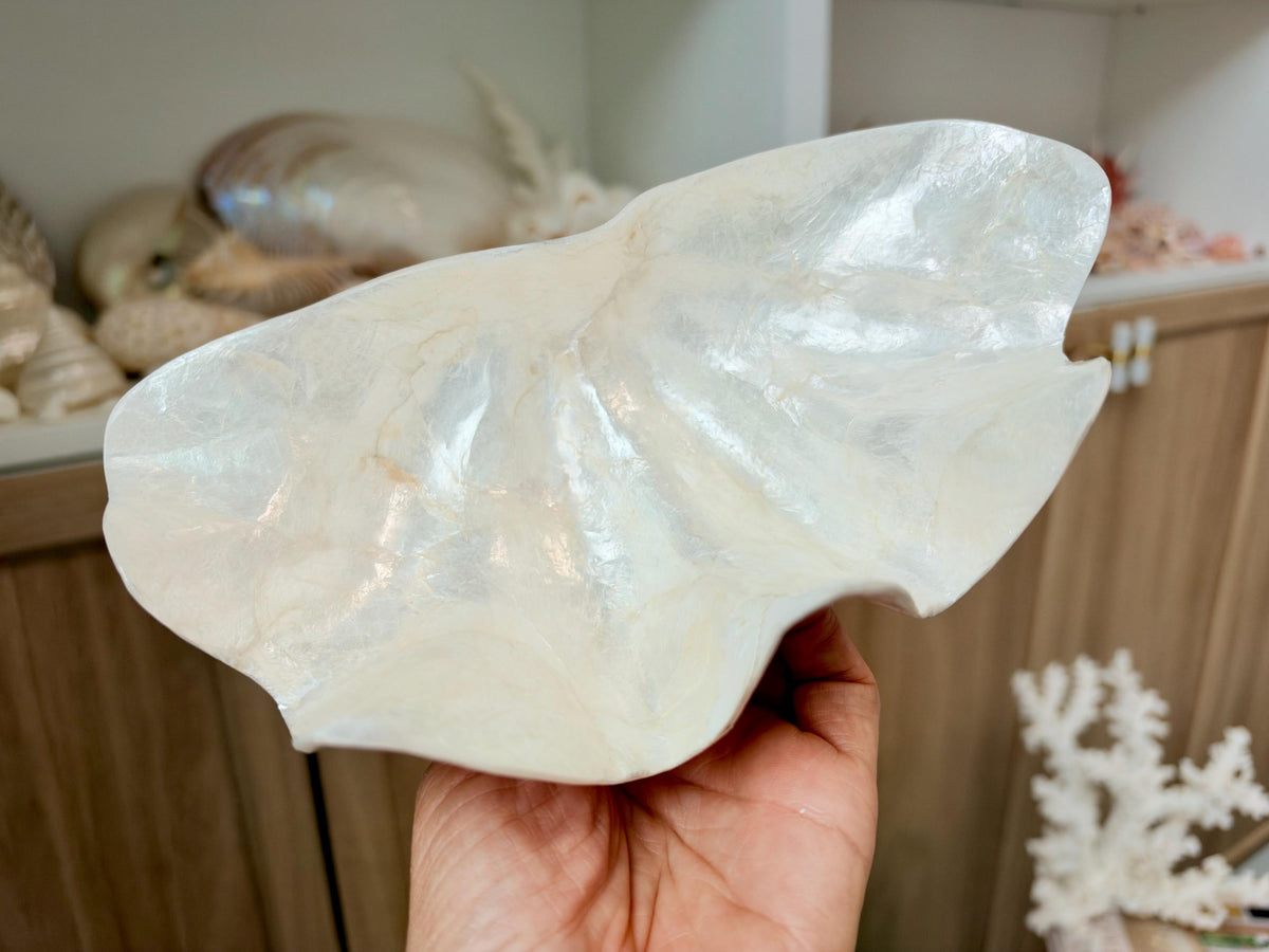 Capiz Clam Shell Bowl 8"x4"x3" Scalloped Edge Dish Seashell Ivory Coastal Home Décor