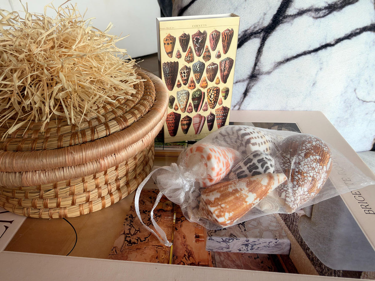 Set of 8 Natural Cone Seashells: Collectors Gift Beach Décor Coastal Crafts Shells