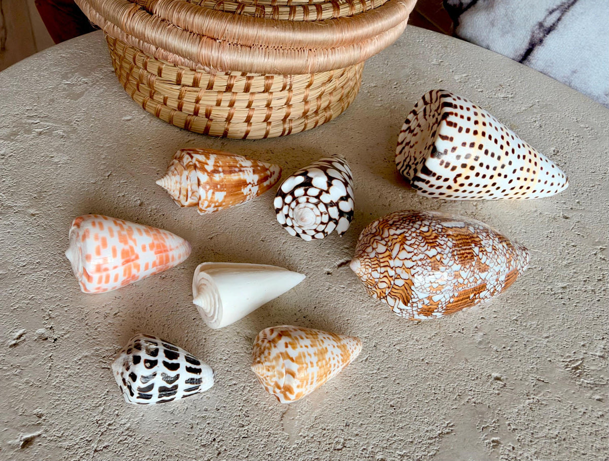 Set of 8 Natural Cone Seashells: Collectors Gift Beach Décor Coastal Crafts Shells