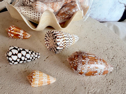 Set of 8 Natural Cone Seashells: Collectors Gift Beach Décor Coastal Crafts Shells