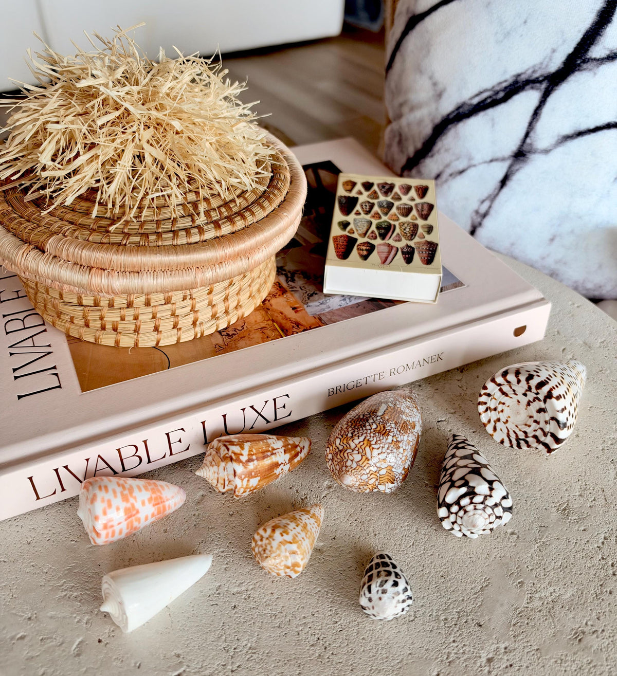 Set of 8 Natural Cone Seashells: Collectors Gift Beach Décor Coastal Crafts Shells