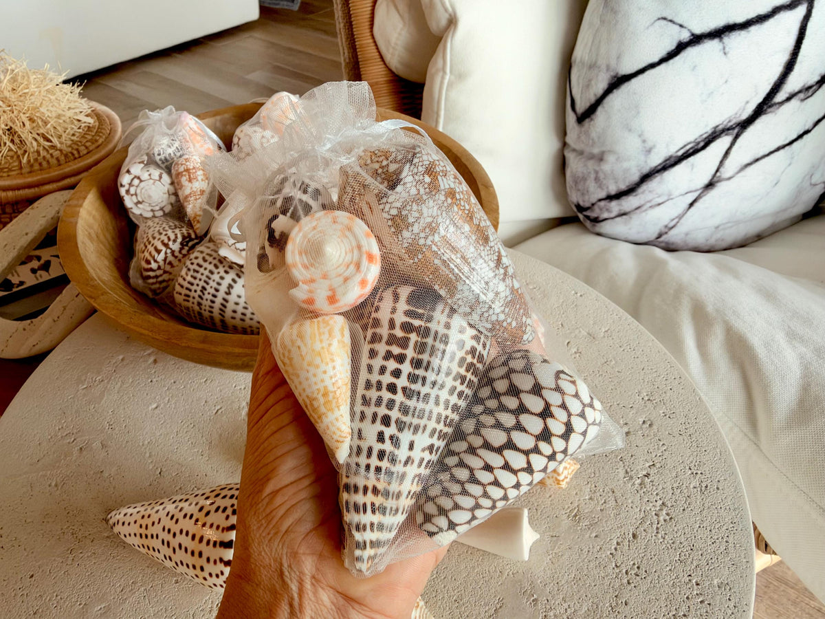 Set of 8 Natural Cone Seashells: Collectors Gift Beach Décor Coastal Crafts Shells