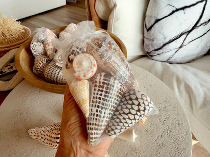 Set of 8 Natural Cone Seashells: Collectors Gift Beach Décor Coastal Crafts Shells