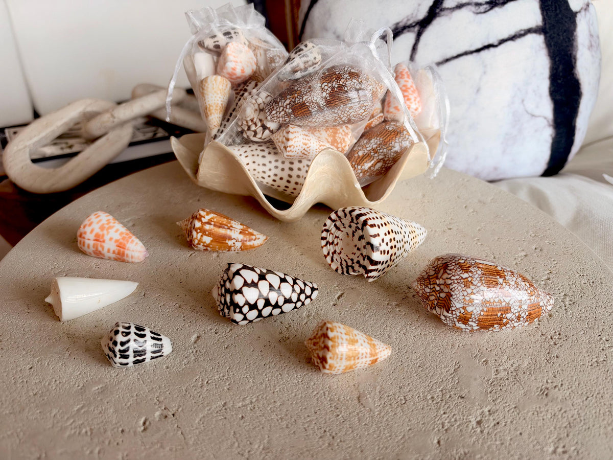 Set of 8 Natural Cone Seashells: Collectors Gift Beach Décor Coastal Crafts Shells