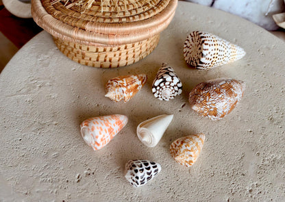 Set of 8 Natural Cone Seashells: Collectors Gift Beach Décor Coastal Crafts Shells