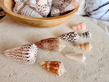 Set of 8 Natural Cone Seashells: Collectors Gift Beach Décor Coastal Crafts Shells