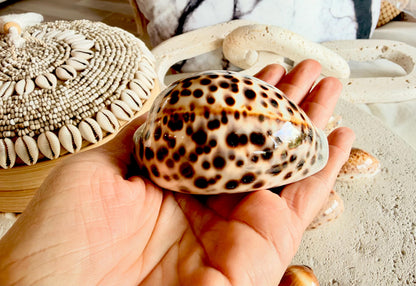 Set of 10 Natural Cowrie Seashells: Collectors Gift Beach Décor Coastal Crafts Shells
