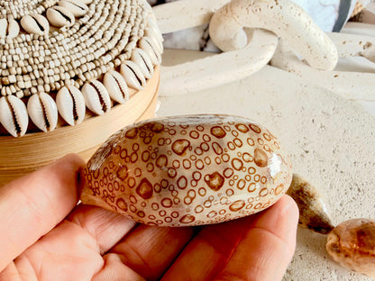 Set of 10 Natural Cowrie Seashells: Collectors Gift Beach Décor Coastal Crafts Shells