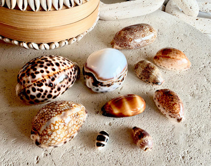 Set of 10 Natural Cowrie Seashells: Collectors Gift Beach Décor Coastal Crafts Shells